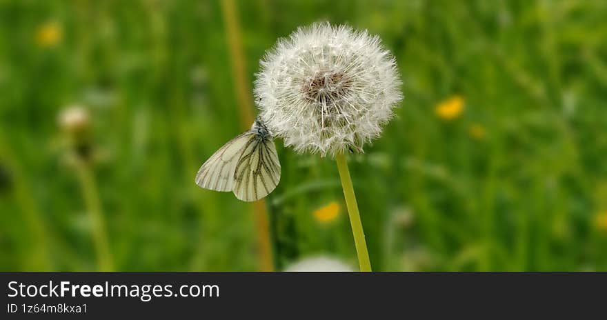 White Butterfly on Dandelion Medicinal among Grass