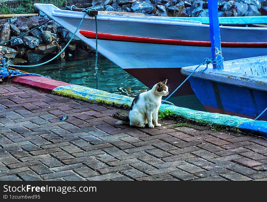 This photo is about the cat waiting so lonely and patiently at the pier in Pramuka Island of the Thousand Island Regency.