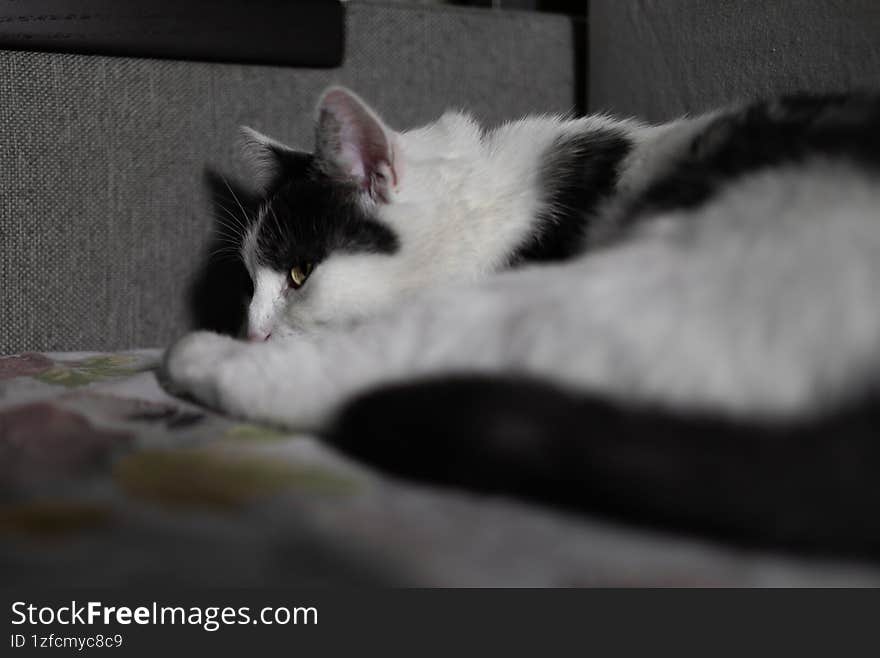 Close-up of a black and white domestic cat lying down indoors, relaxing in a cozy and calm environment