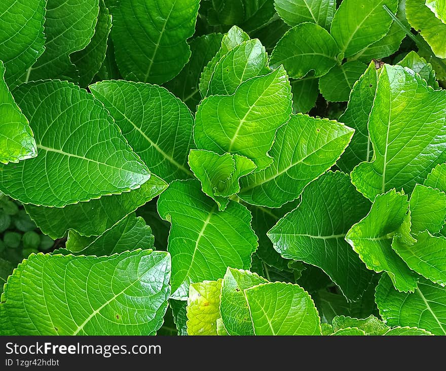 Background of hydrangea plant leaves