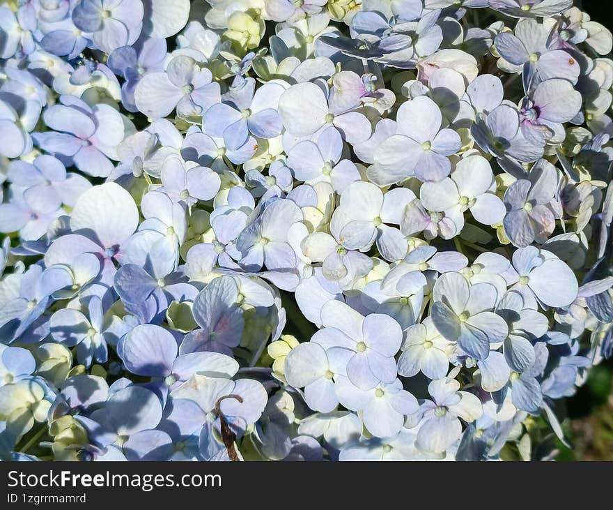Blue Hydrangea (Hydrangea macrophylla) or Hortensia flower with dew in slight color variations ranging from blue to purple. Shallo