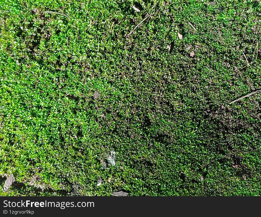 Close up green moss texture on wall, background. Green texture