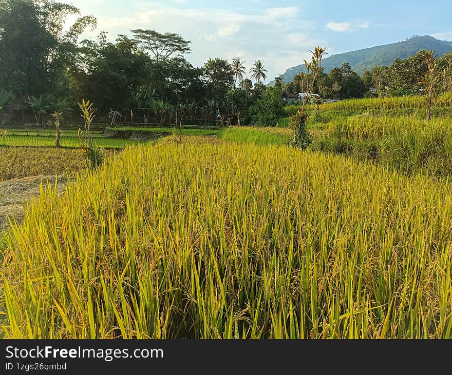 Mature rice in rice field, The rice fields are under the blue sky. The rice is growing in the field