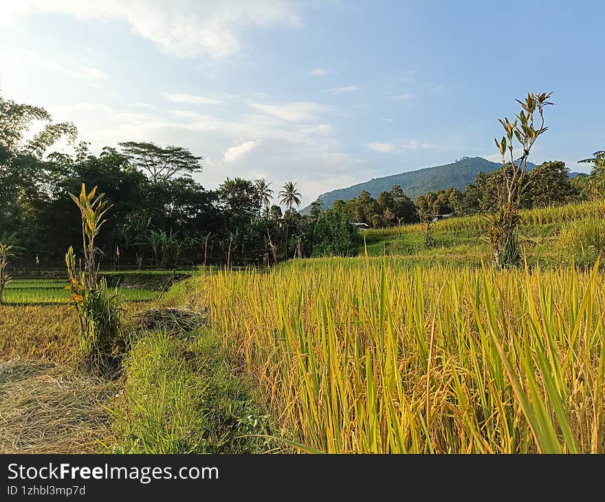 Mature rice in rice field, The rice fields are under the blue sky. The rice is growing in the field