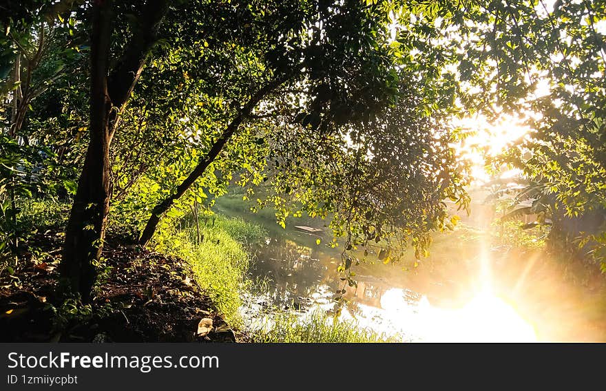 The morning atmosphere with lush trees and warm, bright sunshine.