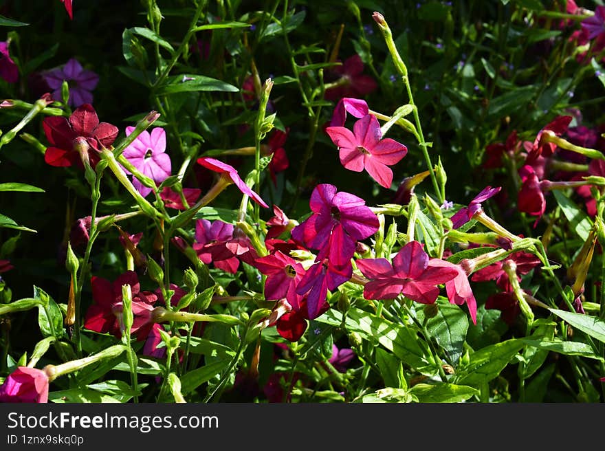 Fragrant Garden Flower Display With Vibrant Blooming Petals