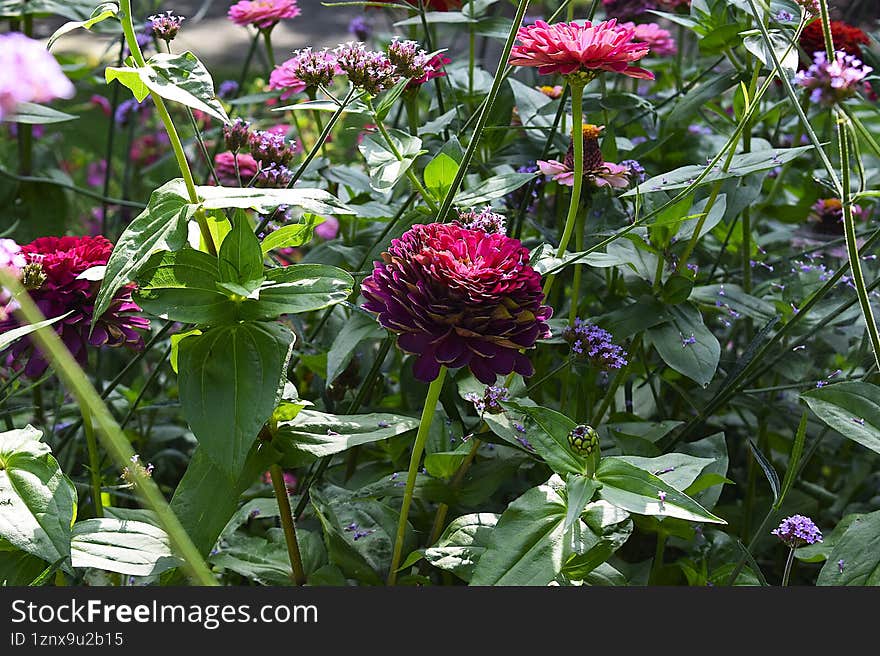 Closeup View of Vibrant Multicolored Flower with Dense Petals