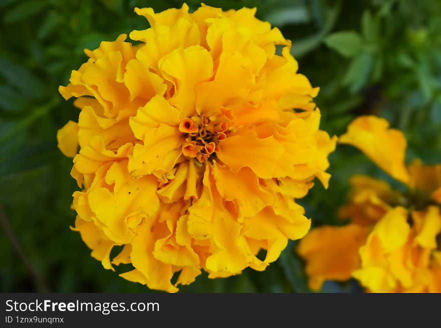 Closeup View of Vibrant Garden Flower with Layered Petals