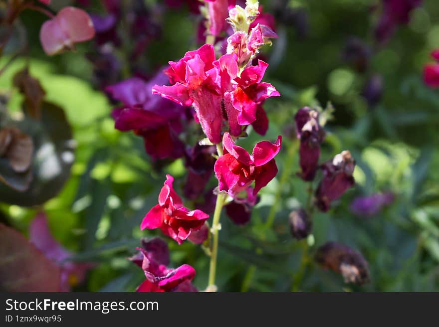 Layered Garden Flowers With Bright Natural Colors Closeup