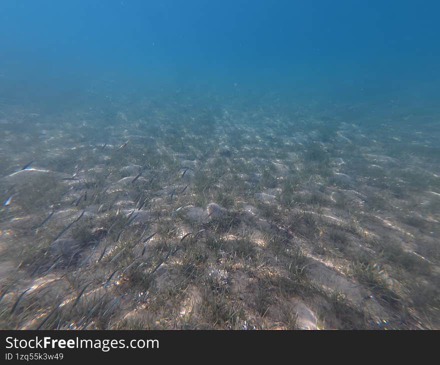 swimming underwater and take photos with camera