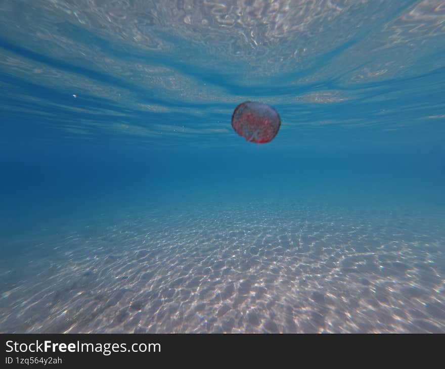 swimming underwater and take photos with camera