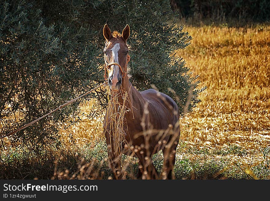 horse eating grass next to an olive tree