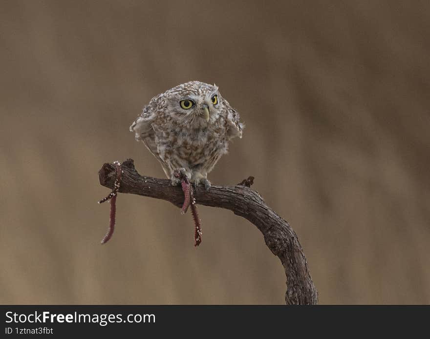 A cute little owl is having lunch on a stick.