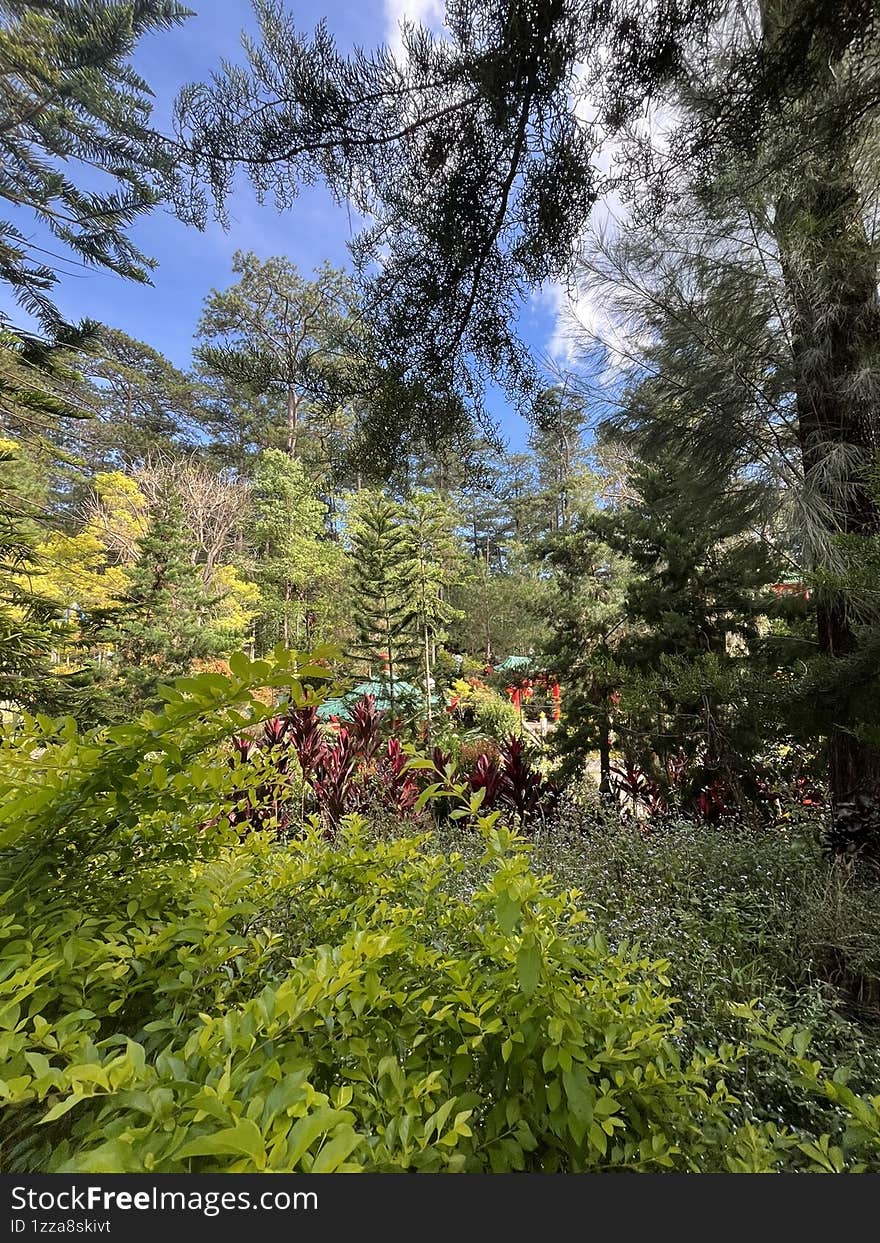 Green atumn pine trees nature