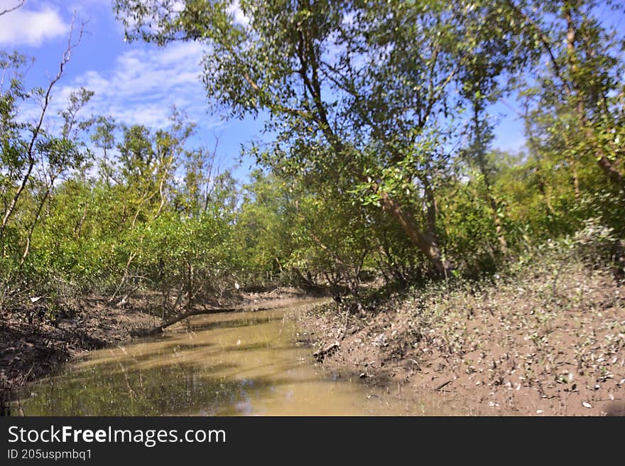 Scenic view of a tropical mangrove forest during low tide along a muddy riverbank under blue sky. Part of a nature and environment photo series showcasing wetlands and tidal ecosystems. Scenic view of a tropical mangrove forest during low tide along a muddy riverbank under blue sky. Part of a nature and environment photo series showcasing wetlands and tidal ecosystems.