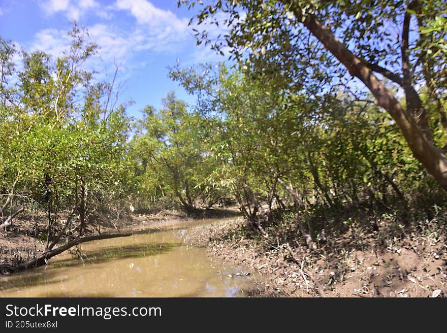 Scenic view of a tropical mangrove forest during low tide along a muddy riverbank under blue sky. Part of a nature and environment photo series showcasing wetlands and tidal ecosystems. Scenic view of a tropical mangrove forest during low tide along a muddy riverbank under blue sky. Part of a nature and environment photo series showcasing wetlands and tidal ecosystems.