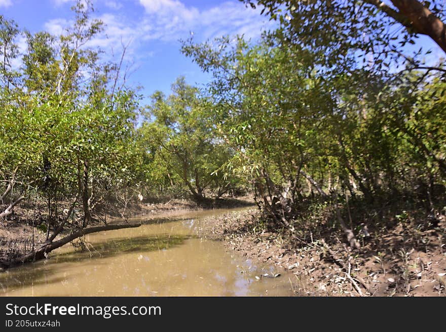 Scenic view of a tropical mangrove forest during low tide along a muddy riverbank under blue sky. Part of a nature and environment photo series showcasing wetlands and tidal ecosystems. Scenic view of a tropical mangrove forest during low tide along a muddy riverbank under blue sky. Part of a nature and environment photo series showcasing wetlands and tidal ecosystems.