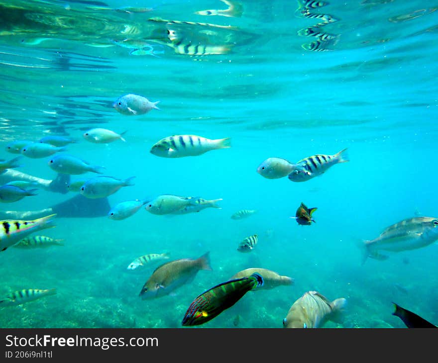 some fish swim and dance under the sea water