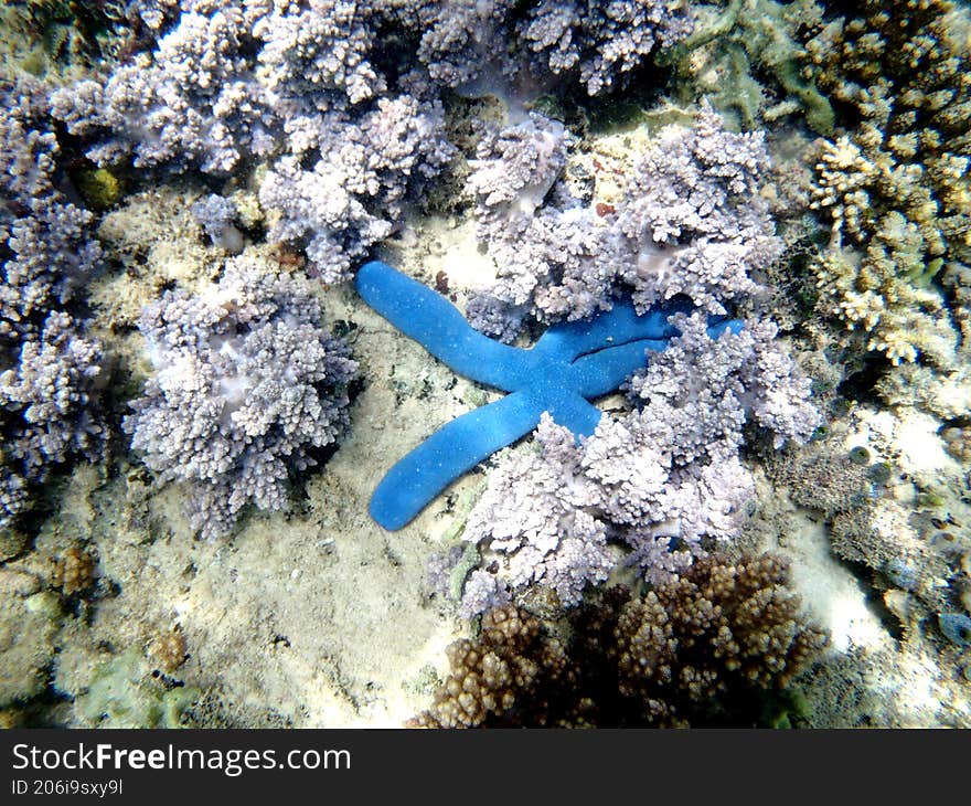 blue starfish among coral reefs underwater