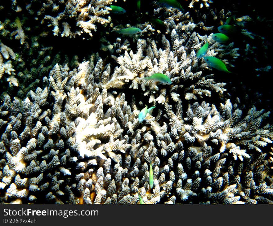 some small green fish among the coral reefs under the sea water
