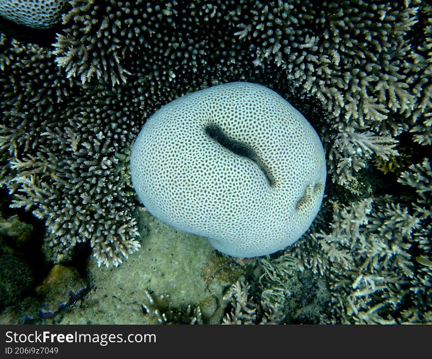 close up of sea coral under sea water