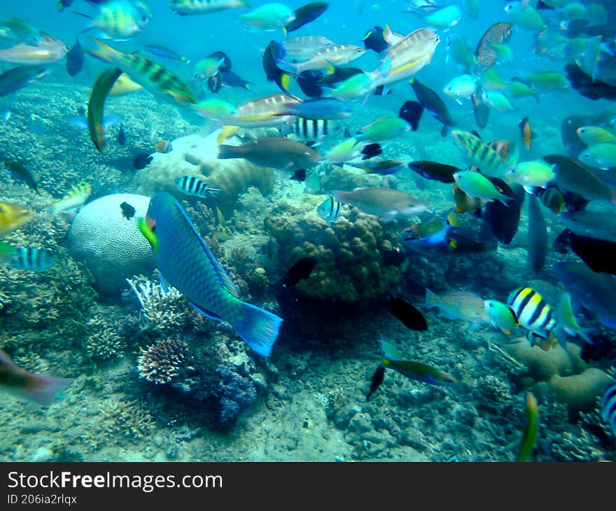 some fish dancing in the sea water