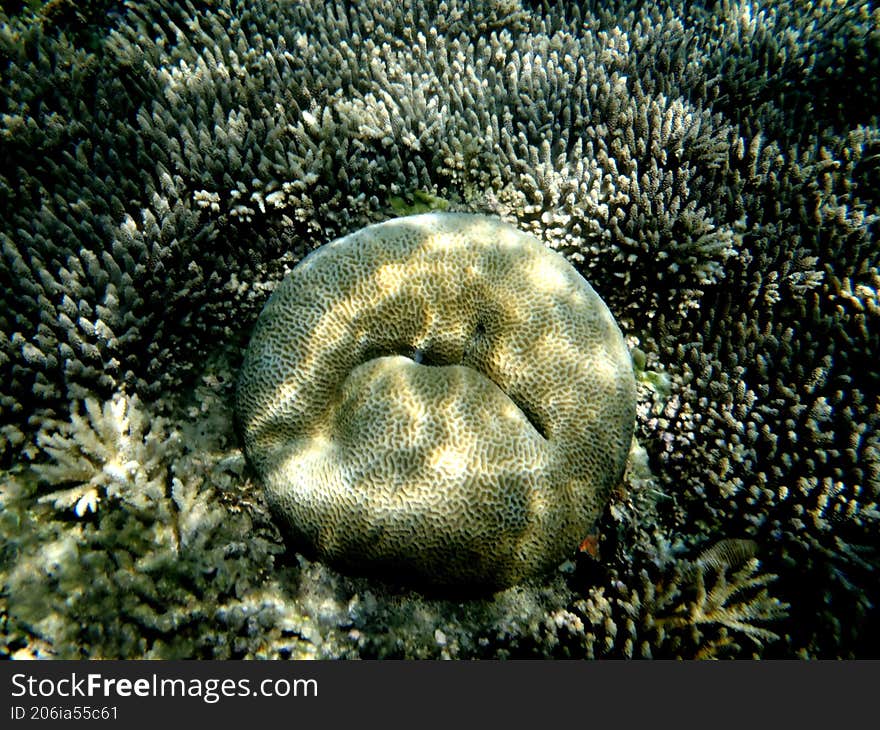 close up of sea coral that resembles a human face