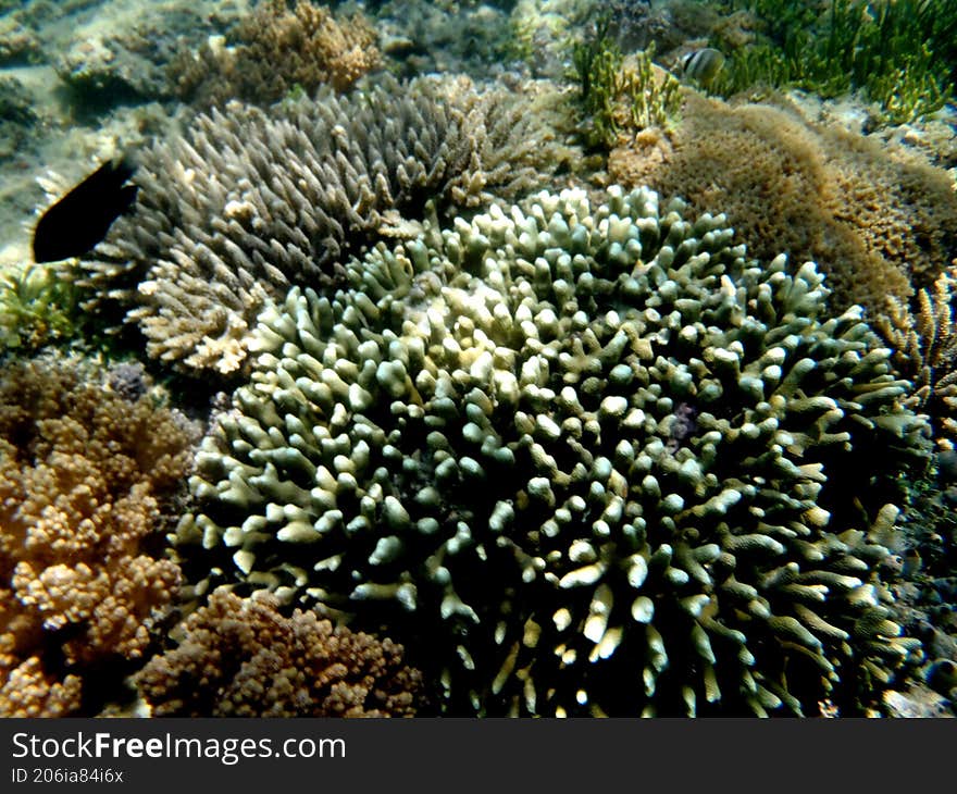 close up of a sea shell under sea water