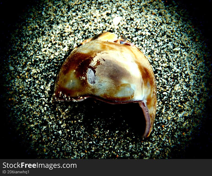 sea ??shells washed up on the black sand beach