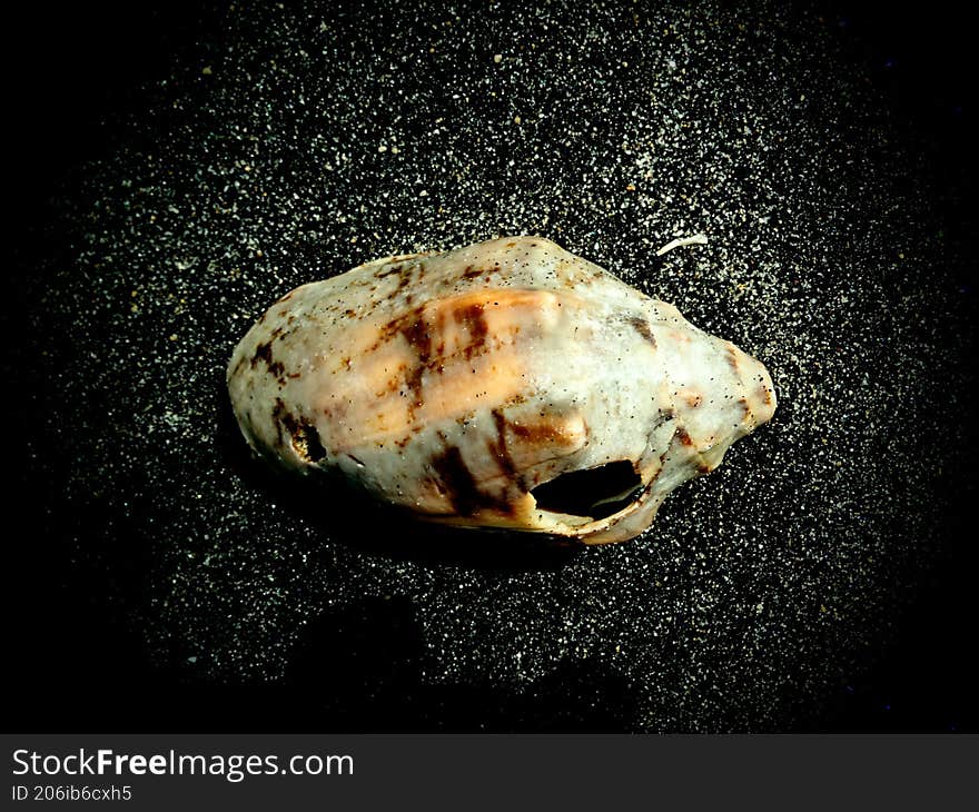 a small seashell on a black sand