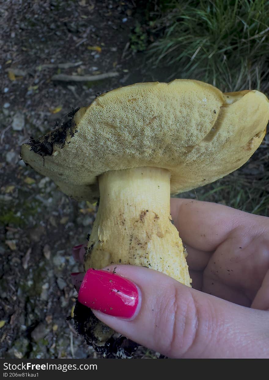 Hand with a mushroom. the forest.