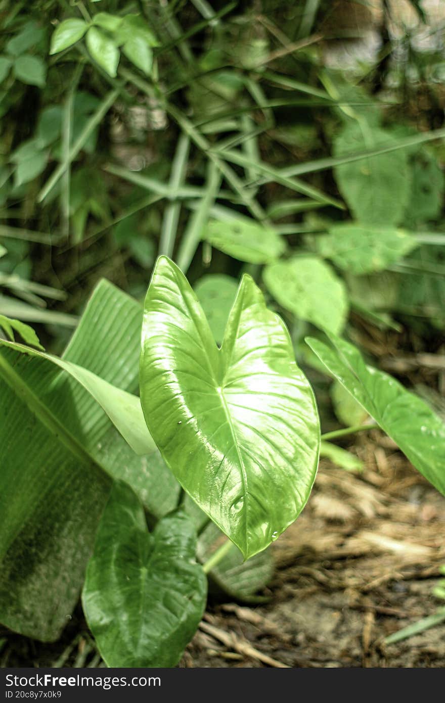 Close up of lush green soybean leaves and stems growing in a field with dry ground cover
