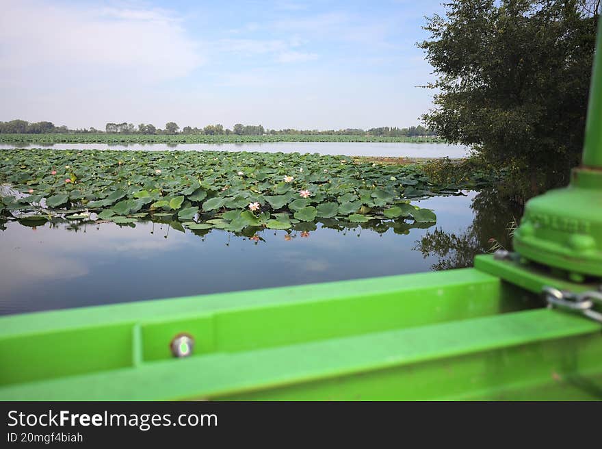 Patch of lotuses on a lake