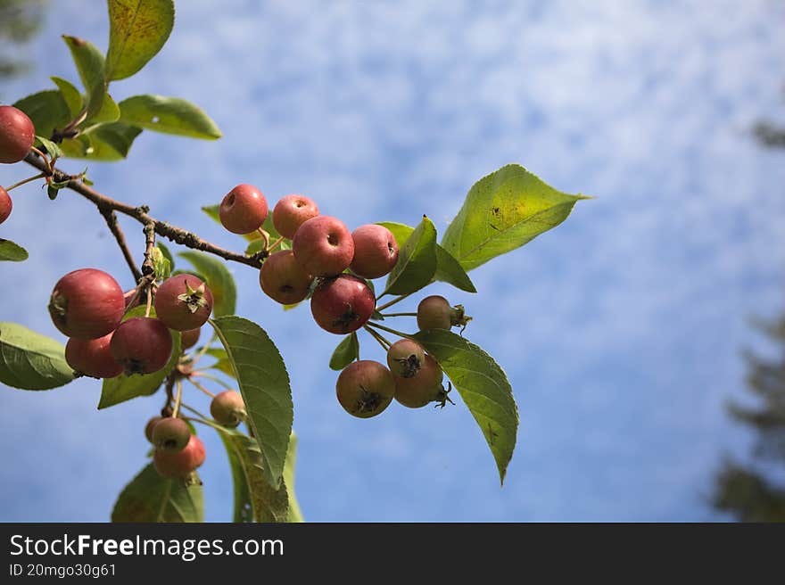 Branch full of ripe apples with the sky as background. Branch full of ripe apples with the sky as background