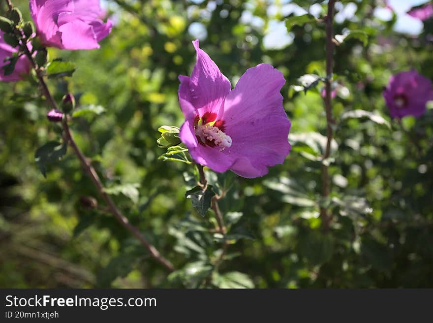 Purple hibiscus in bloom