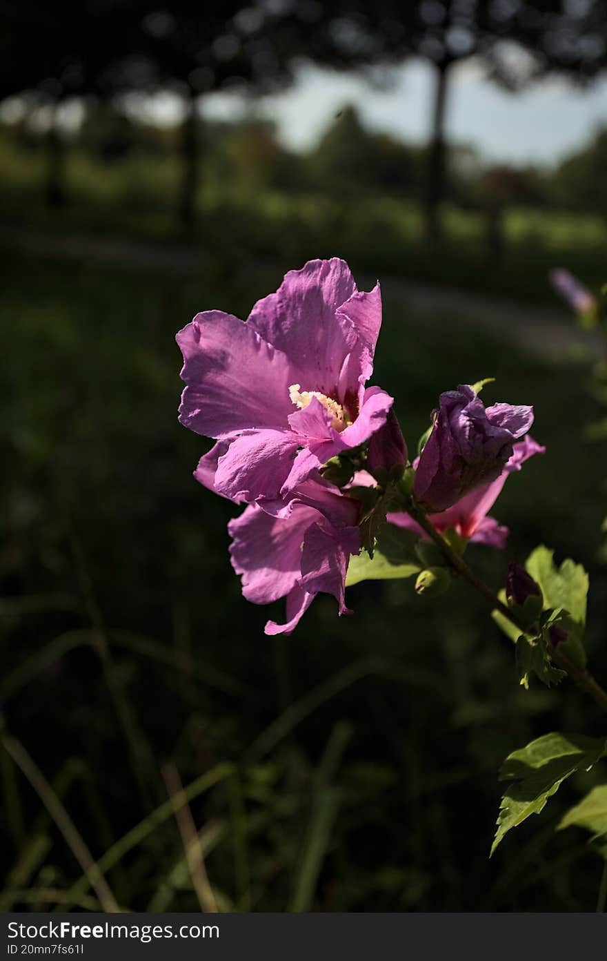 Purple hibiscus in bloom