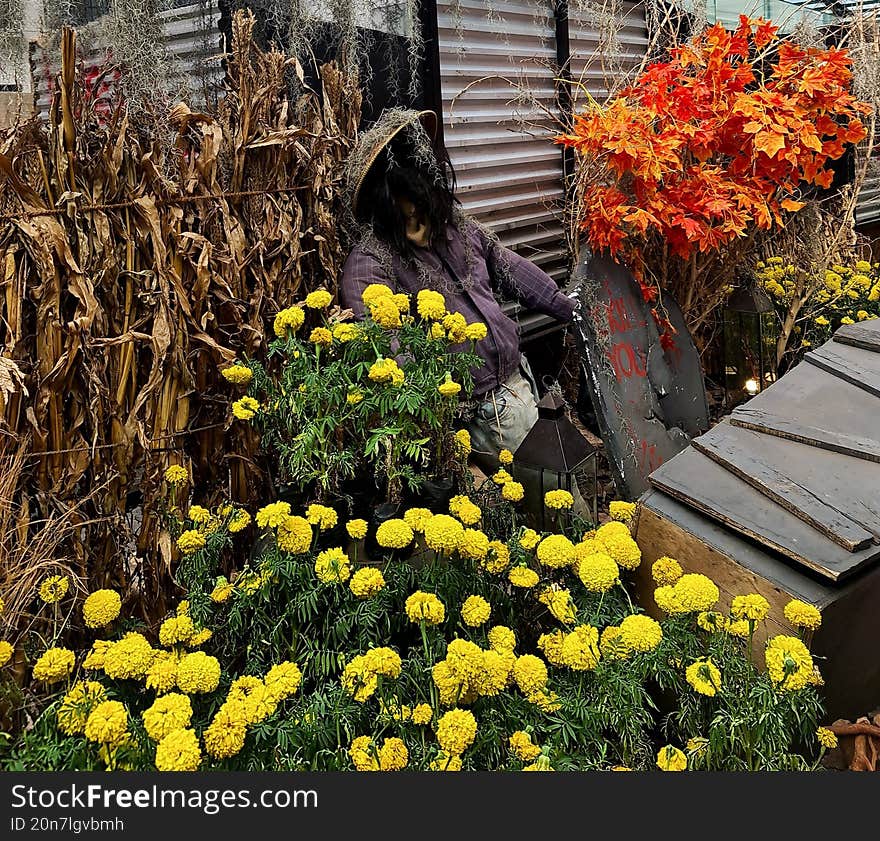 Spooky Halloween display featuring a scarecrow, bright yellow marigolds, dry corn stalks, and autumn foliage. Perfect for fall fes