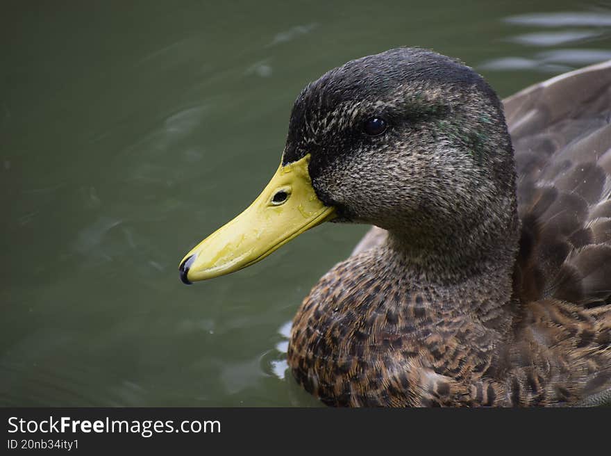 Male mallard duck in water with natural landscape background