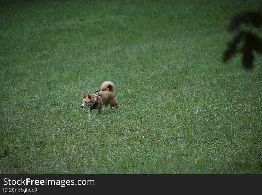 The photo shows a Shiba Inu dog, a hunting breed from Japans Honshu island. It is walking in the park on green grass creating an atmosphere of harmony and calmness. The photo shows a Shiba Inu dog, a hunting breed from Japans Honshu island. It is walking in the park on green grass creating an atmosphere of harmony and calmness