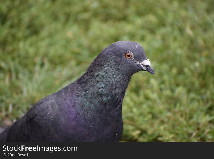 Pigeon standing on grass in urban park