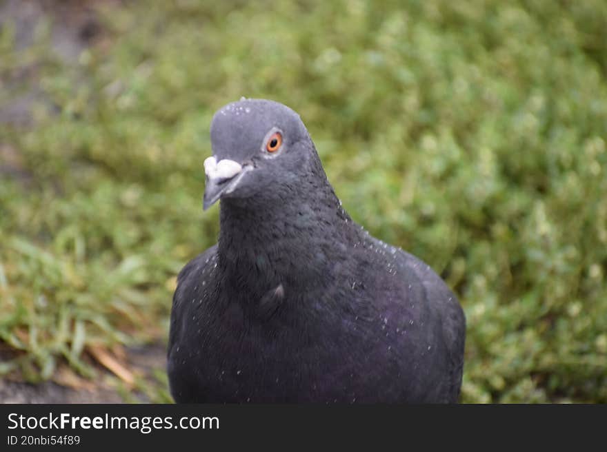 Pigeon standing on grass in urban park