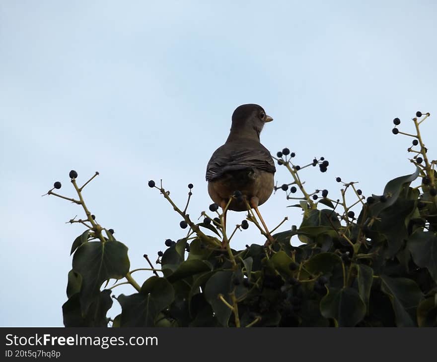 Bird On Top Of Bush