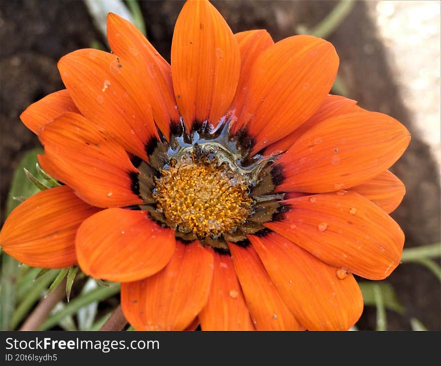 Orange Flower With Water Drops