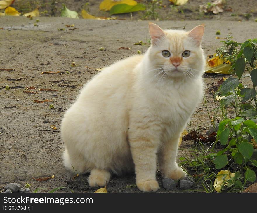 An Adorable And Cute Golden Cat, This Photo Is Suitable To Be Used As Wallpaper Or Background.