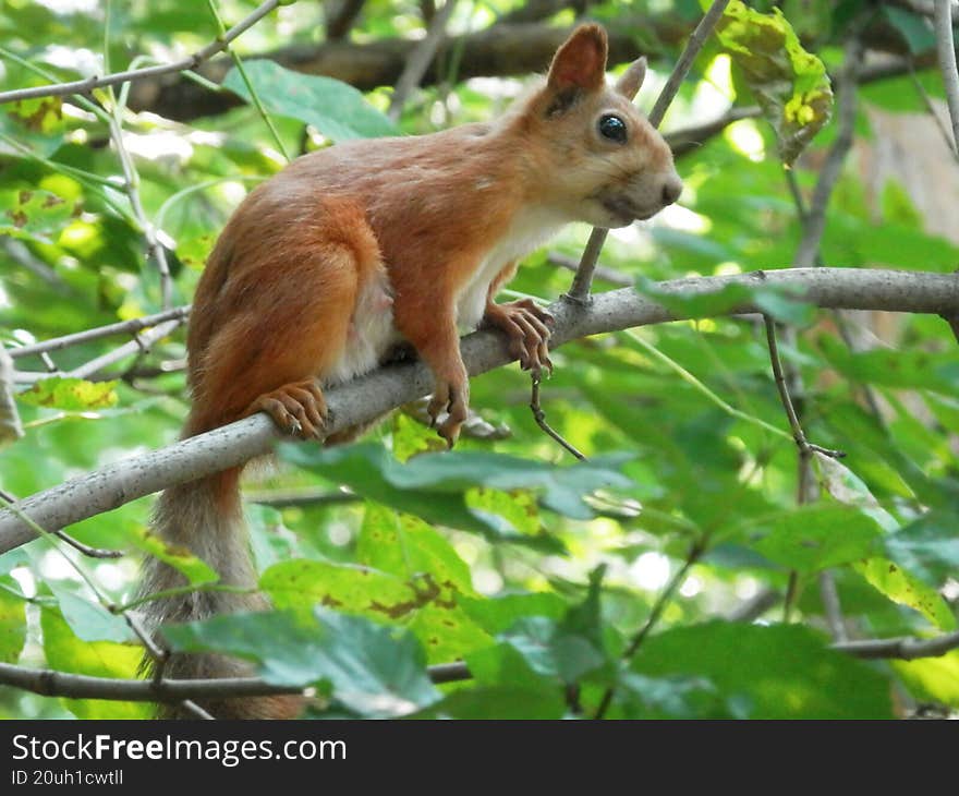 A Squirrel Is Sitting On A Branch