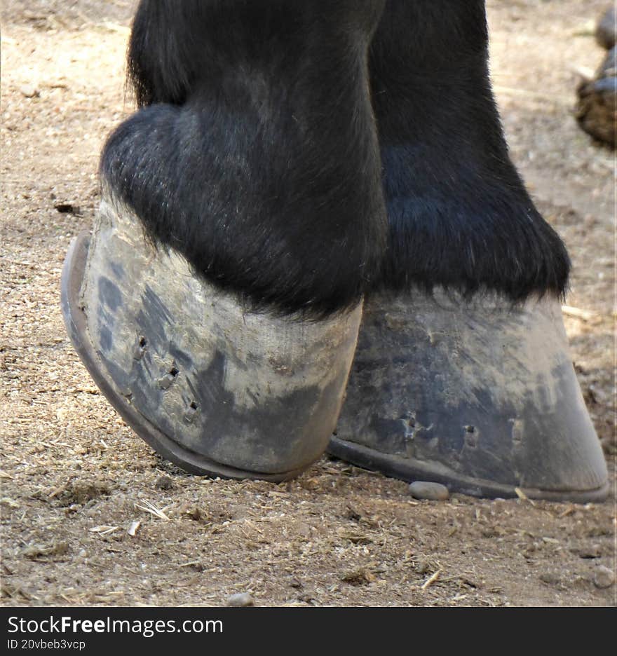 Horse Hooves Close-up