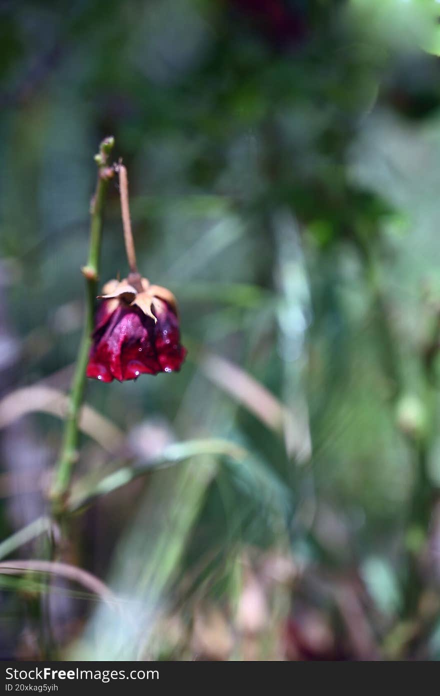 Fading Rose - The Poetry Of Imperfection