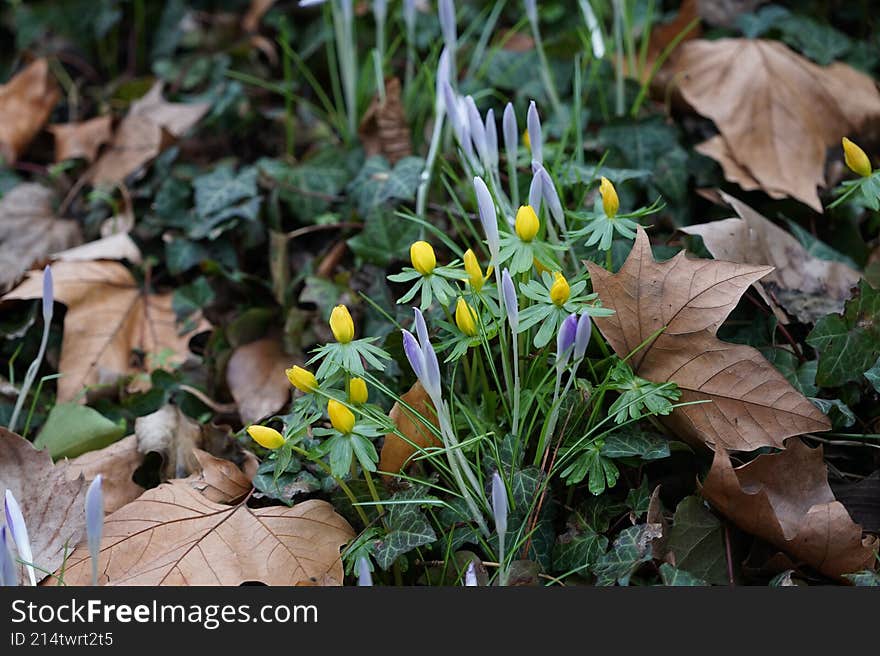 Plants in Germany. Purple Crocus tommasinianus and yellow Eranthis hyemalis bloom in February. Crocus tommasinianus, the woodland-, early-, or Tommasini's crocus, is a cormous perennial of the genus Crocus. Berlin, Germany, Europe. Plants in Germany. Purple Crocus tommasinianus and yellow Eranthis hyemalis bloom in February. Crocus tommasinianus, the woodland-, early-, or Tommasini's crocus, is a cormous perennial of the genus Crocus. Berlin, Germany, Europe.