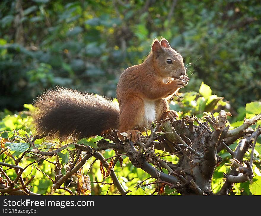 A squirrel in the castle garden Sch�nbrunn in Vienna