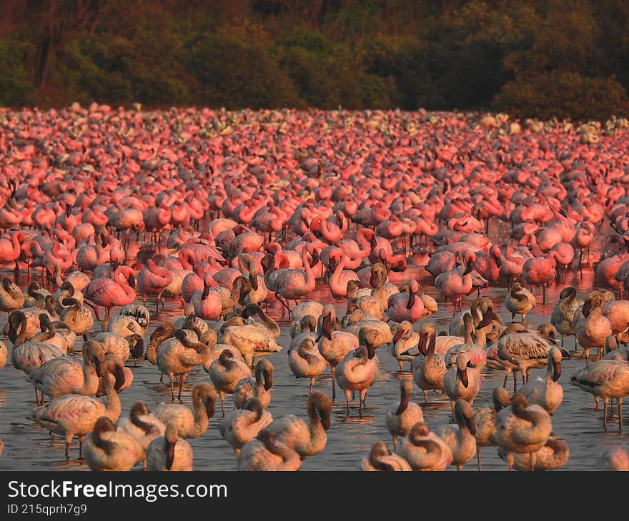 Wild Flamingos in India – Stunning 4K Image of Flamingo Feeding in Navi Mumbai Creek, Mumbai, India